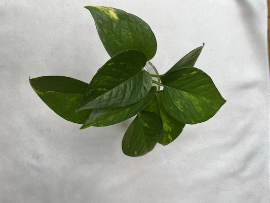 Golden Pothos Rooted Cuttings – 4 Epipremnum Aureum Starts, Indoor Trailing Plant, Easy Care, Air Purifying, Fast Growing Greenery