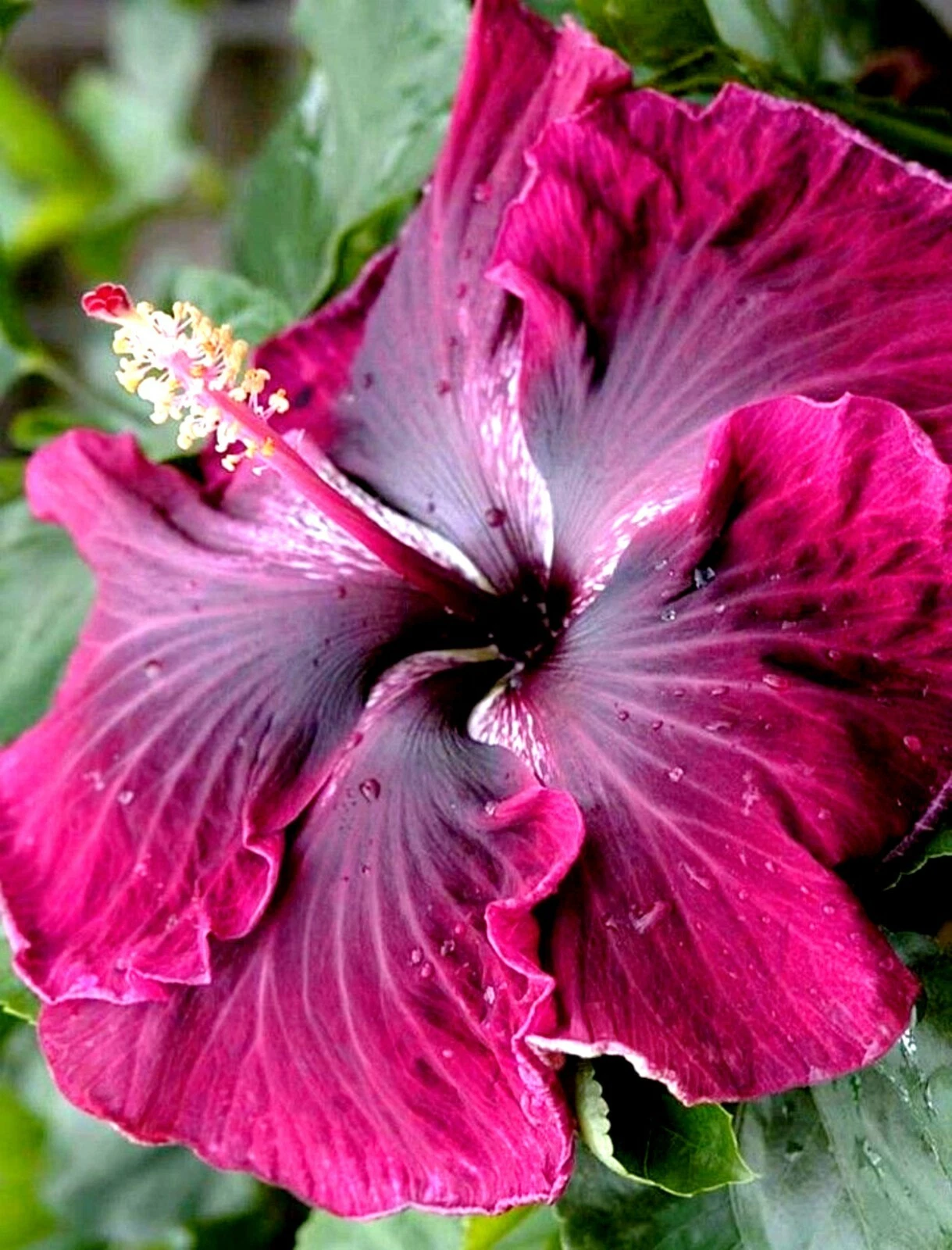 Hibiscus Moscheutos Cuttings – 7 Starter Plants – Hardy Rose Mallow Madagascar Hibiscus – Vibrant Large-Flowering Perennial