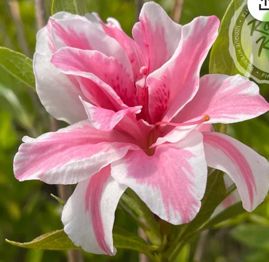 Live Sugar and Spice Azalea Rhododendron Starter Plant – Rare Blooming Shrub for Garden Landscaping