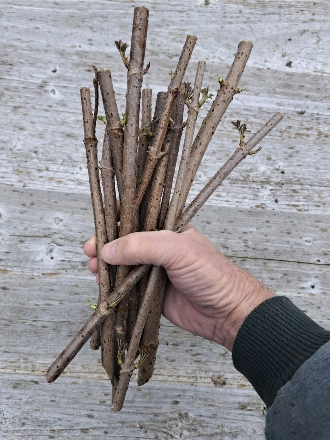 American Elderberry Cuttings – 5 Dormant Stems for Rooting | Sambucus canadensis Hardy Fruit Shrub Starter