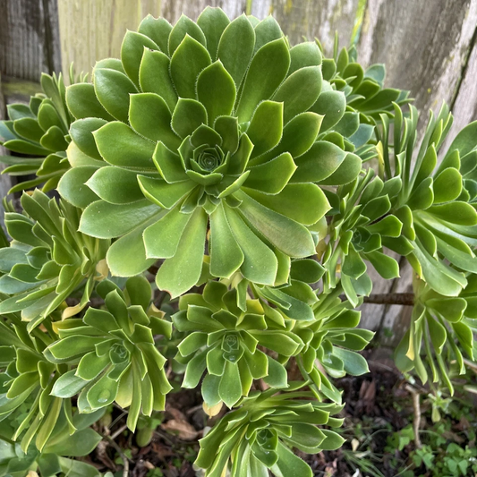 Green Aeonium Succulent Cuttings – 20 Live Rooting Propagation Plants, Rosette Shape, Bright Green Foliage, Aeonium Species