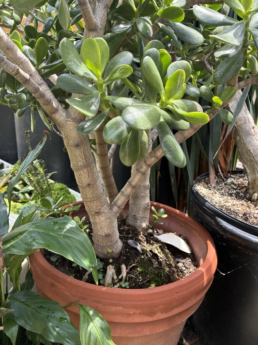 Jade Plant Cuttings Set – Crassula Ovata Small & Big Leaf Succulents, 4–6 Inch Live Propagation Cuttings