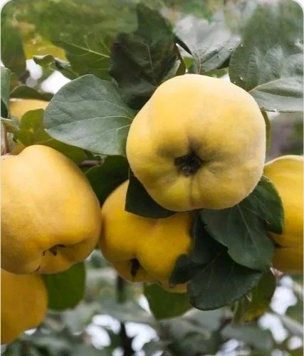Quince Tree Cutting – Cydonia oblonga Scion for Rooting and Grafting, Fruit Tree Propagation, 6–8 Inch Long
