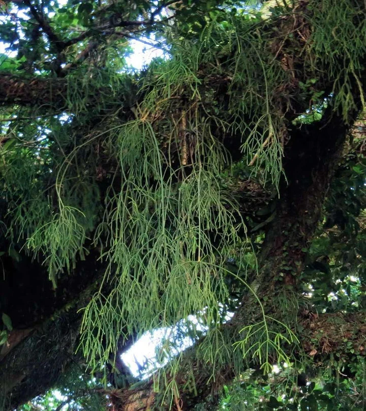 Rhipsalis sp. ‘Porto Alegre’ Cuttings – Epiphytic Cactus, 5 Unrooted Live Plant Segments, 4 Inches Long