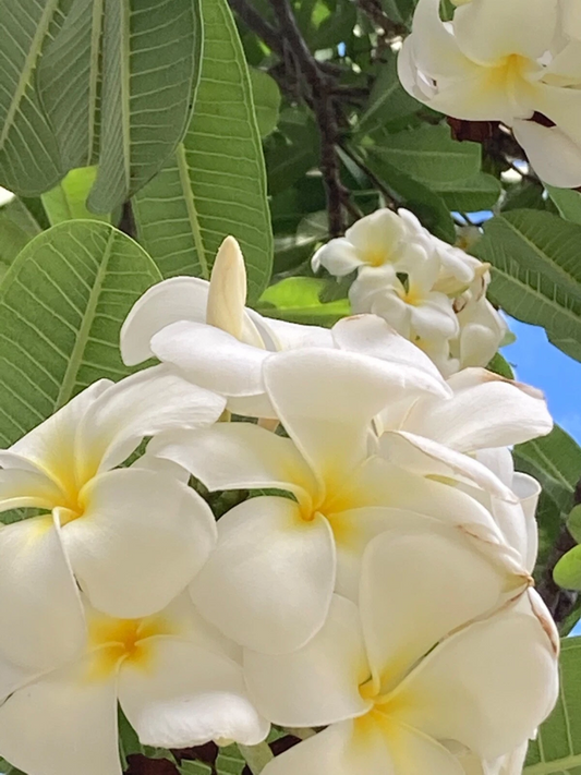 Hawaiian Plumeria Cuttings – Singapore Plumeria White Yellow, Rooting Starter Stems, Plumeria Rubra, Tropical Garden Plant