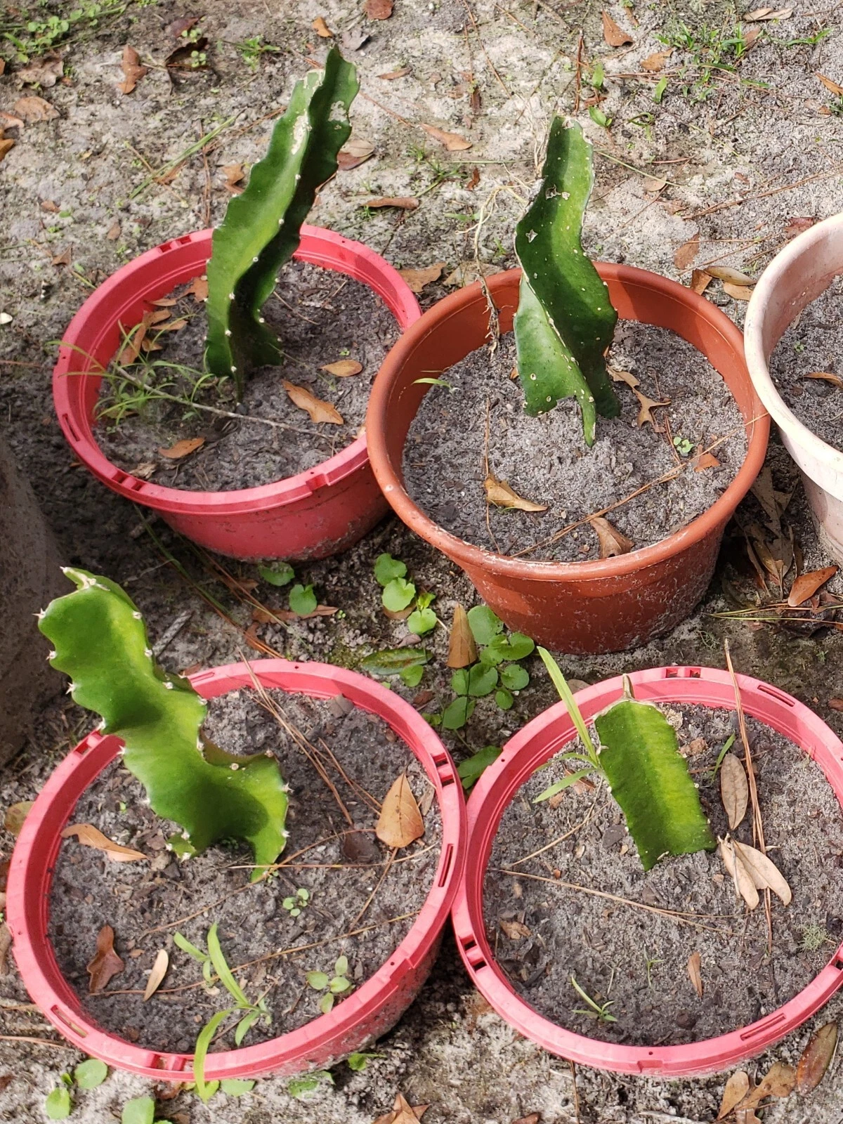 American Beauty Dragon Fruit Cuttings – 3 Unrooted Red Pitaya Cactus Stem Cuttings – Tropical Climbing Hylocereus Selenicereus Propagation