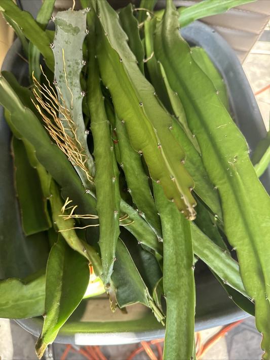Graffiti Dragon Fruit Cutting 8+ Inch Unrooted Pitaya Cactus for Planting & Propagation, Hylocereus spp.