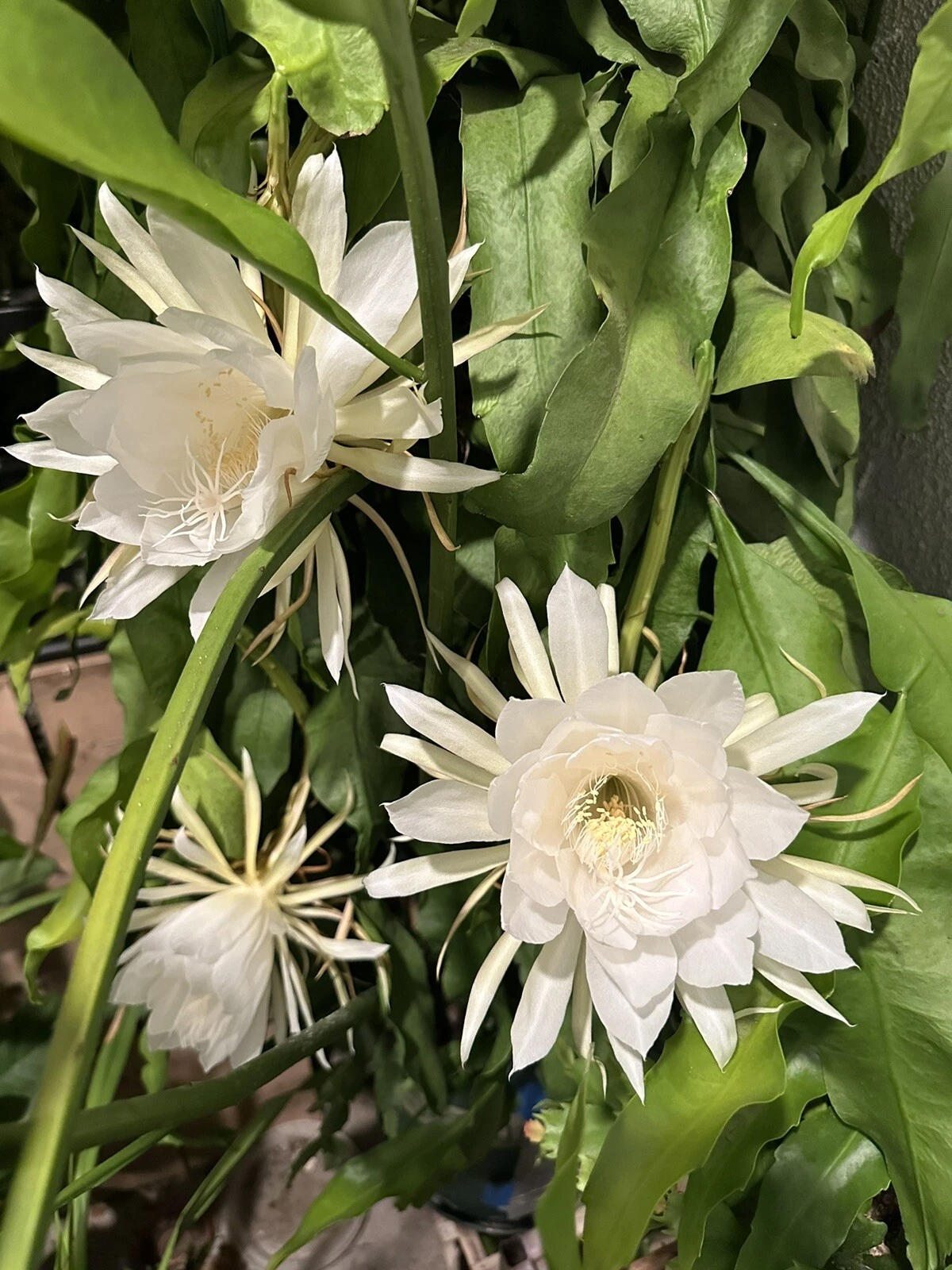 Queen of the Night Orchid Cactus Cutting – 6–12 Inch Unrooted Epiphyllum Oxypetalum Planting Material