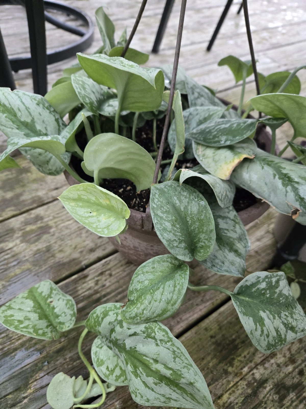 Pothos Silver Lady Cutting – Live Variegated Pothos Vine Starter for Propagation & Indoor Growing – Epipremnum aureum