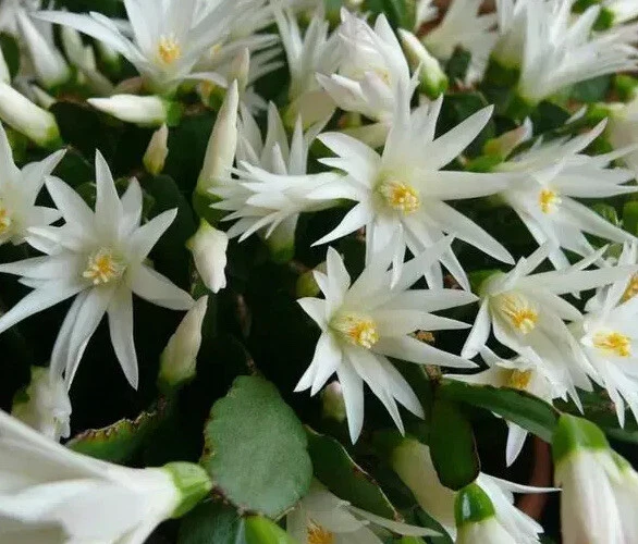 White Easter Cactus Rooted Plant – Spring Sunrise Rhipsalidopsis Hatiora Indoor Blooming Cactus