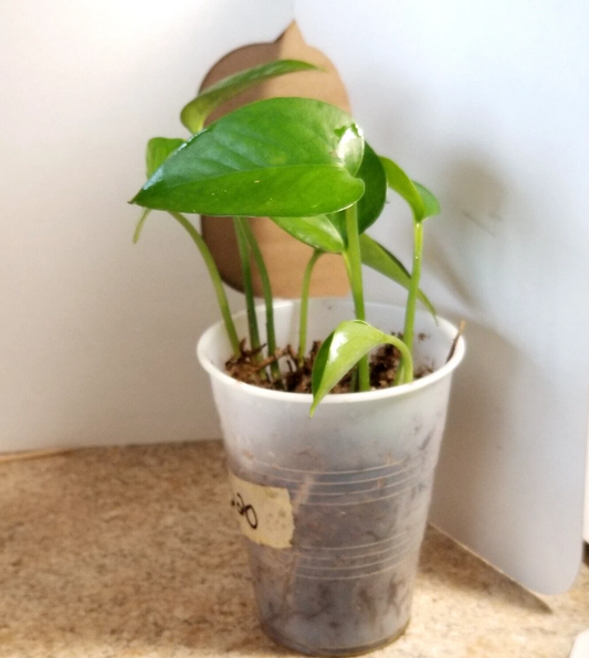 Jade Pothos Small Plant – 4-5 Inch Rooted Moss Plant, Easy Indoor Houseplant, Fast-Growing Vine, Green Foliage, Pothos Epipremnum aureum