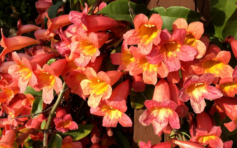 Tangerine Beauty Crossvine Rooted Starter Plant – Evergreen Climbing Vine for Garden, Bignonia capreolata
