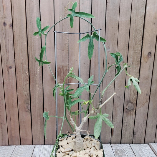 Ipomoea Platensis Caudiciform Succulent in 4-Inch Pot Rare Cactus-Like Plant Unique Caudex Form