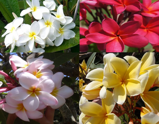 Hawaiian Plumeria Frangipani Cuttings Set of 4 – Mixed Colors (Red, White, Yellow, Pink) for Propagation, Tropical Garden Plant