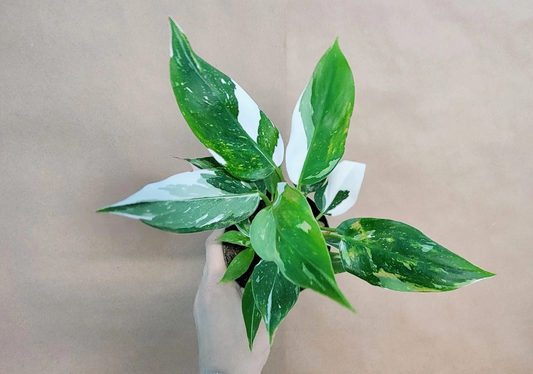 Philodendron White Princess – Live Variegated Houseplant in 4” Pot, Pink & White Foliage, Rare Aroid, Collector Plant