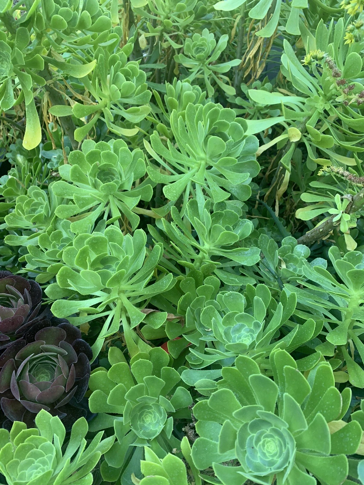 Green Tree Aeonium Cuttings – Live Succulent Propagation Plant – Aeonium arboreum