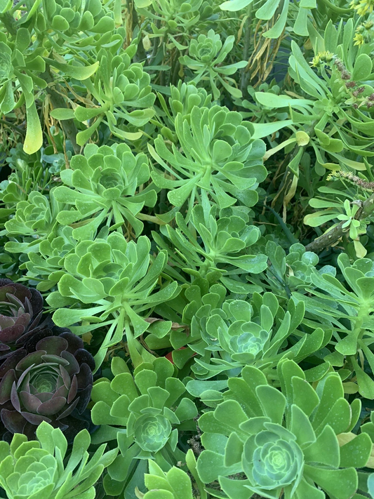 Green Tree Aeonium Cuttings – Live Succulent Propagation Plant – Aeonium arboreum