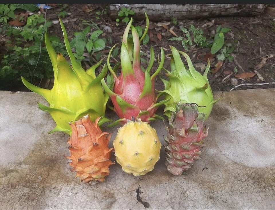 Dragon Fruit Cuttings – 10 Fresh Pitaya Stems 10–14 Inches Long – Live Hylocereus for Planting, Home Garden, Urban Farming