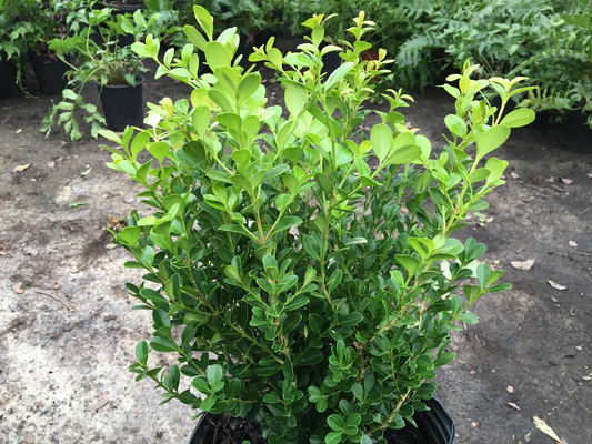Japanese Boxwood Cuttings – Set of 12 Unrooted Buxus microphylla Hedge Shrub for Garden Propagation