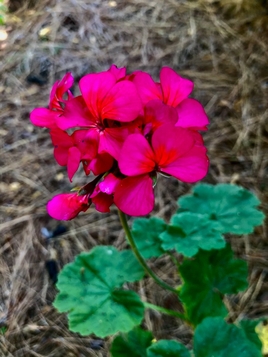 Hot Pink Orange Center Zonal Geranium Cutting – Pelargonium, 6 Inch Live Plant Starter for Garden and Container