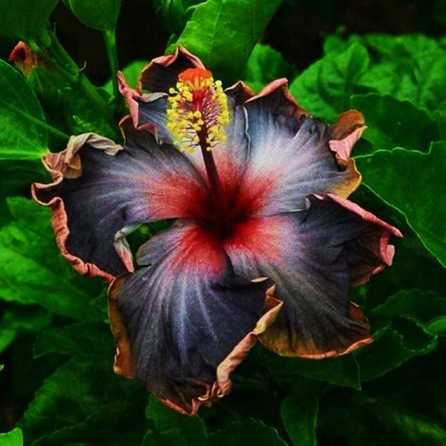 Hibiscus Moscheutos Starter Cuttings – 7 Unrooted Hardy Hibiscus Mallow Plant Propagation Material