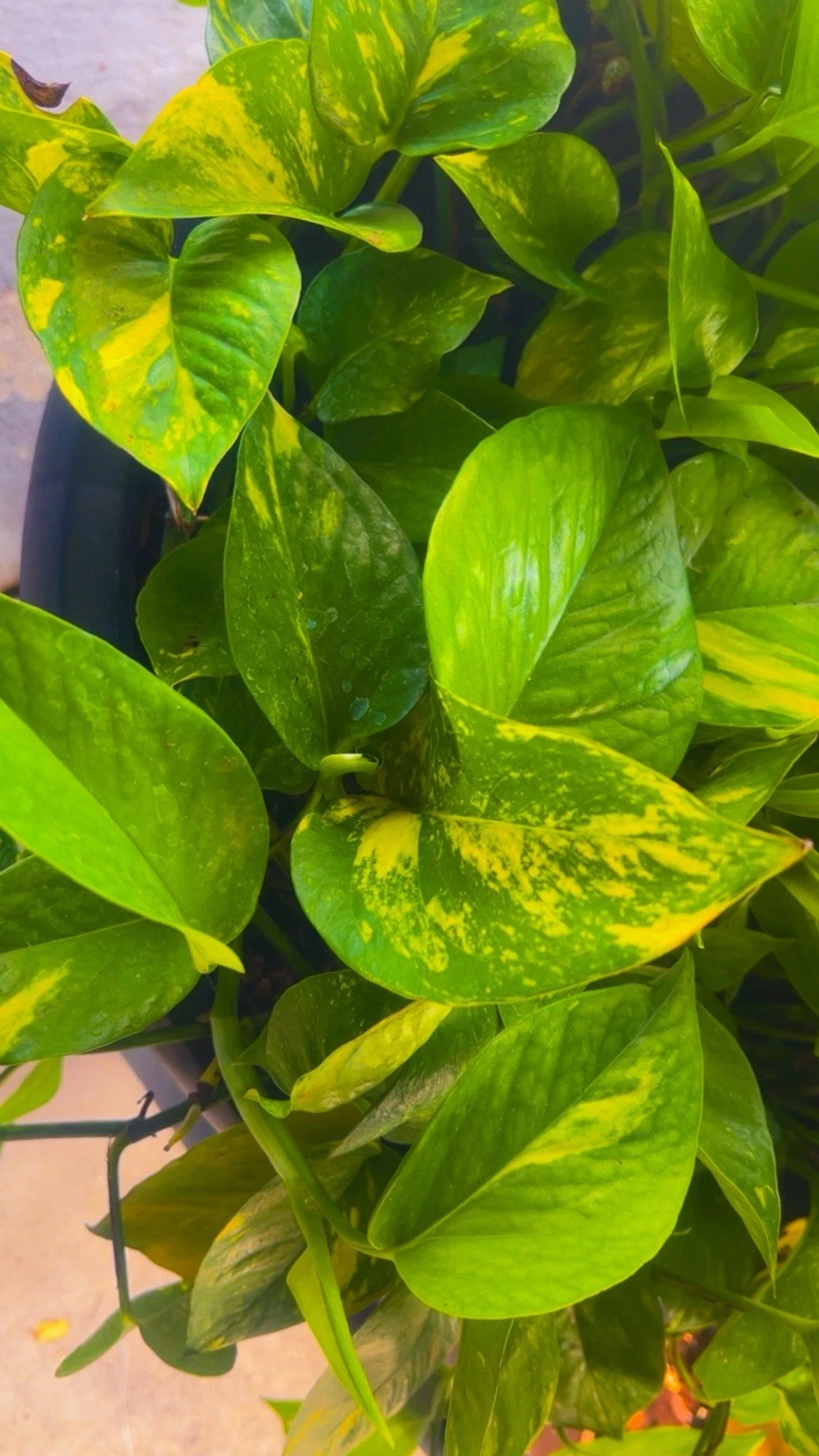 Variegated Golden Pothos Rooted Cutting – 3 Node Epipremnum Aureum Indoor Climbing Houseplant