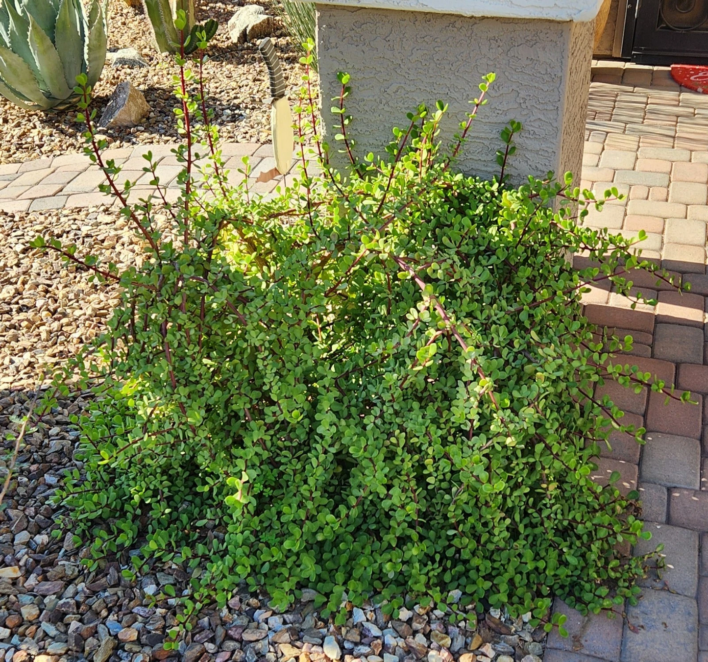 Portulacaria afra “Mammoth” Succulent Cuttings – 5 Elephant Bush Stems for Rooting & Growing, Live Starter Plants