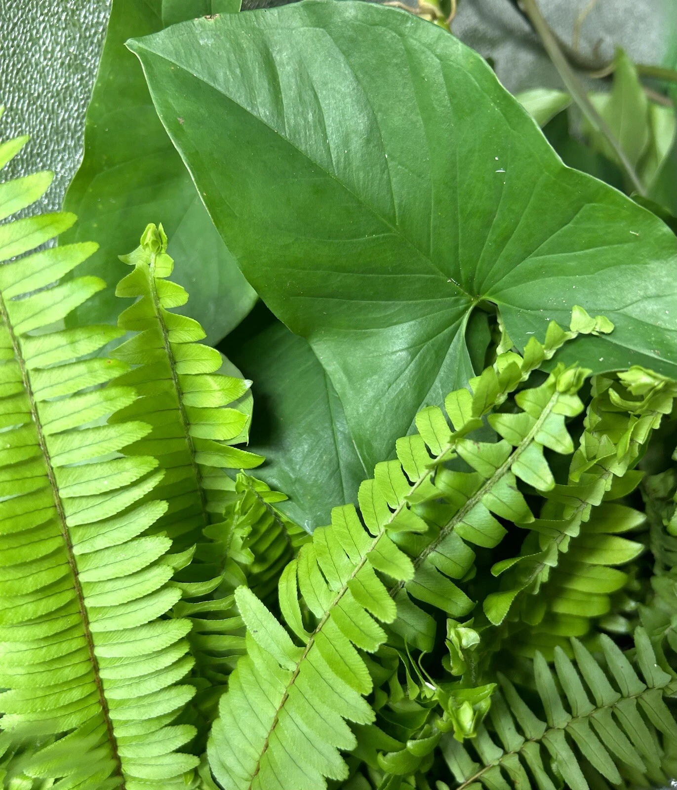 20 Rooted Plant Cuttings – Ferns & Arrowhead Plants Indoor Houseplants, Live Starts for Easy-Grow Greenery Collection