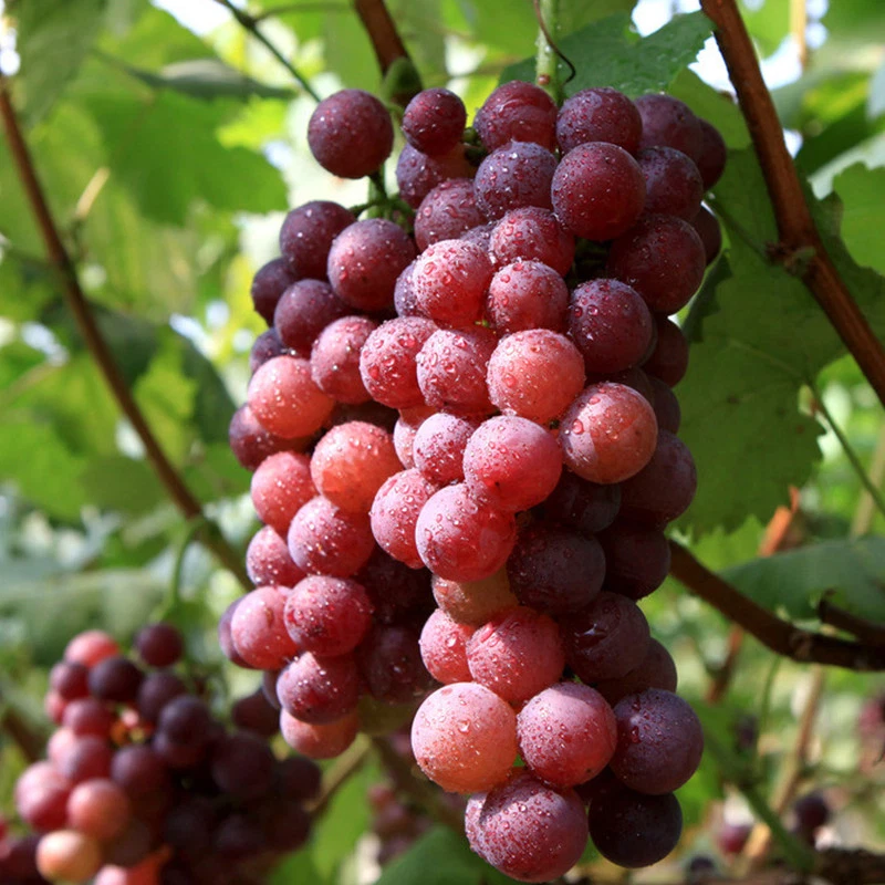 Red Flame Seedless Grape Vine – Live Vitis vinifera Fruit Plant for Home Gardens and Vineyards