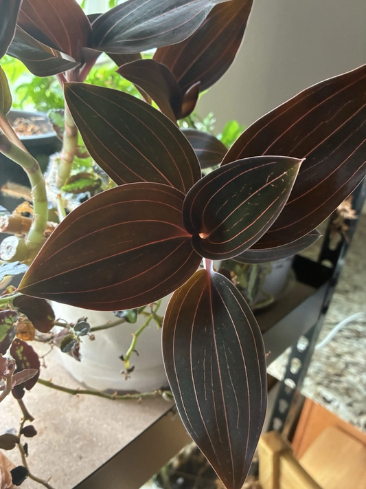 Ludisia discolor Jewel Orchid Cuttings – 3-4 Inches, Rare Indoor Orchid Starter Plants, Unique Foliage, Easy Care, Beginner Friendly