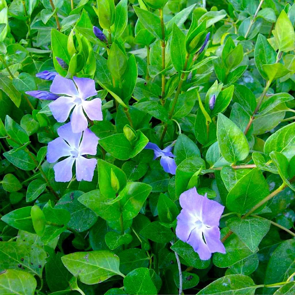 Vinca Major Periwinkle Cuttings – 10 Live Unrooted Groundcover Plants with Purple Flowers, 5-10 Inches