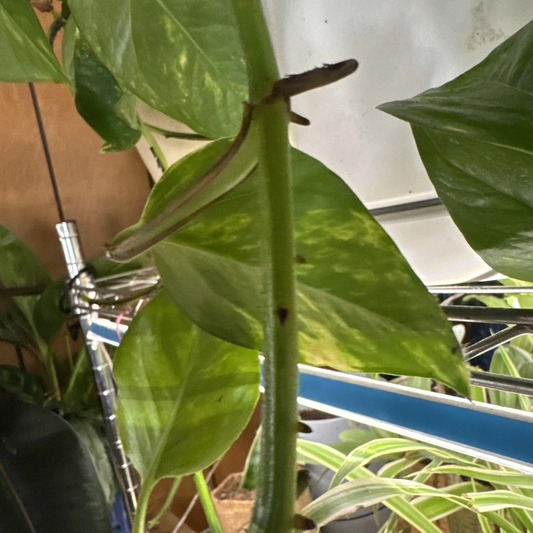 Golden Pothos Rooted Cutting – Epipremnum aureum Indoor Houseplant, Trailing Foliage, Easy Care, Variegated Green and Yellow