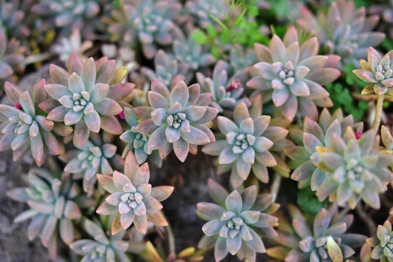 3 Ghost Plant Cuttings – Unrooted Succulent Stems, Graptopetalum paraguayense, Fresh & Ready to Root for Easy Gardening