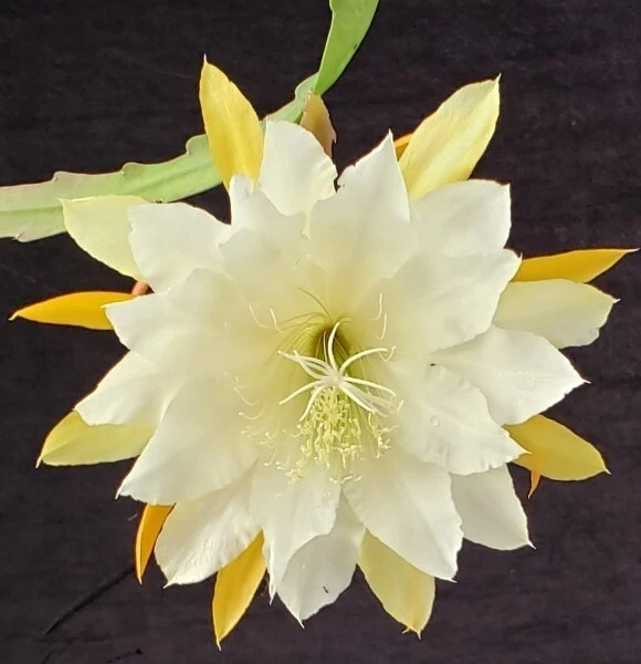 Epiphyllum ‘Golden Pearl’ Rooted Cutting – Rare Orchid Cactus Hybrid with Yellow Blooms, Easy Houseplant for Hanging Baskets