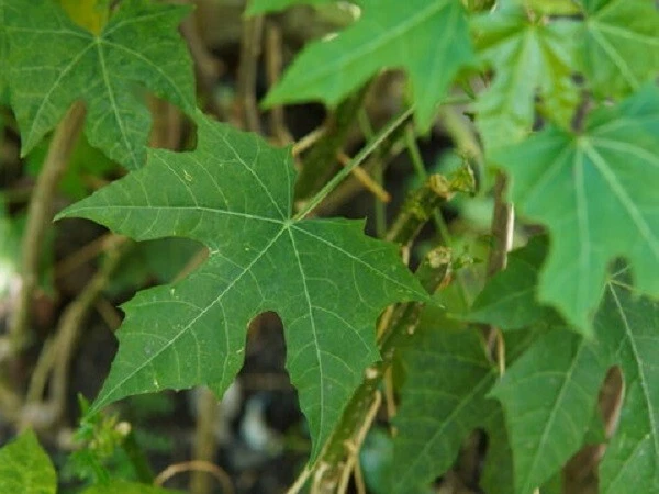 Chaya Tree Spinach Cuttings – 8-10 Inch Organic Cnidoscolus aconitifolius Stems for Planting, Nutritious and Easy to Grow