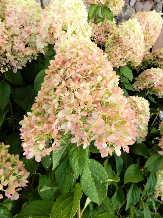 Limelight Hardy Hydrangea Cuttings – 10 Unrooted Hydrangea paniculata Stems 8–10 Inches for Garden Planting