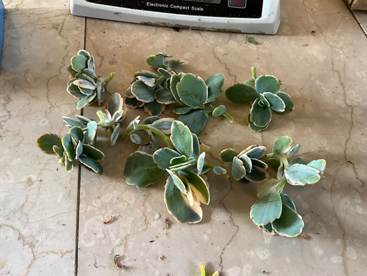 Kalanchoe fedtschenkoi ‘Lavender Scallops’ Live Succulent Cutting – Variegated Blue-Green Leaves with Pink Edges, Easy Care Starter Plant