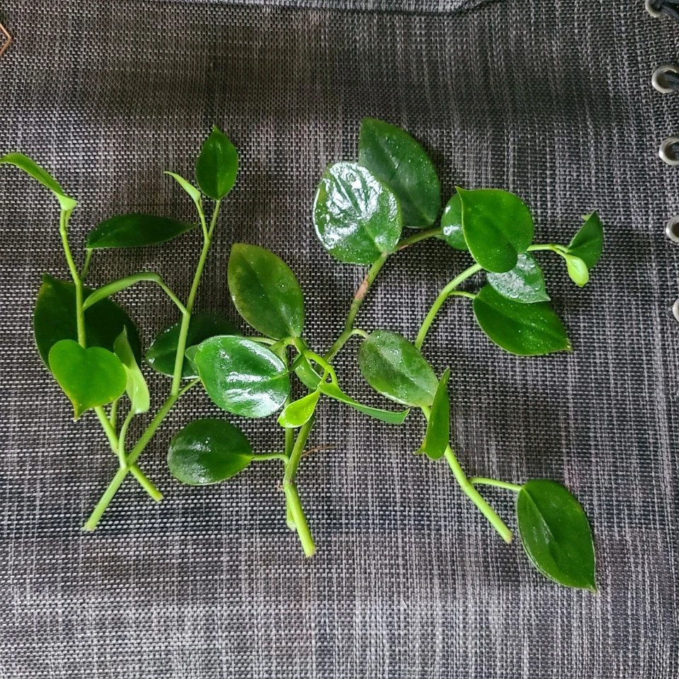 Peperomia ‘Cupid’ Cuttings – 6 Unrooted Heart-Shaped Vining Stems for Propagation, Foliage Plant, Easy to Grow