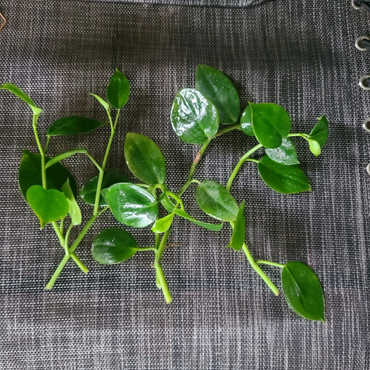 Peperomia ‘Cupid’ Cuttings – 6 Unrooted Heart-Shaped Vining Stems for Propagation, Foliage Plant, Easy to Grow