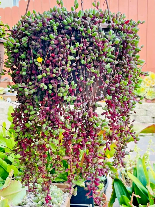 Othonna capensis ‘Ruby Necklace’ Seeds – 100+ Trailing Succulent for Hanging Baskets & Containers