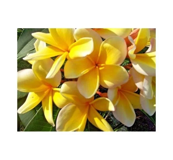 Yellow Plumeria Aztec Gold Cutting – 8–12 Inch Frangipani Starter – Tropical Garden, Patio, Flowering Plant, Unrooted