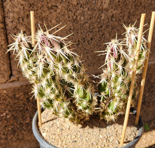 Grusonia Clavata Club Cholla Cactus Segment – Hardy Desert Succulent Plant – Live Cactus Cutting for Garden or Indoor Decor