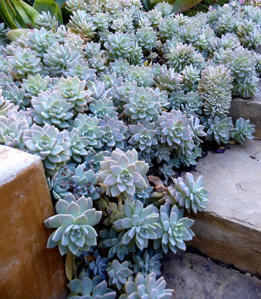 Graptopetalum Succulent Cuttings – 10 Unrooted 2 Inch Rosette Stems for Propagation and Planting