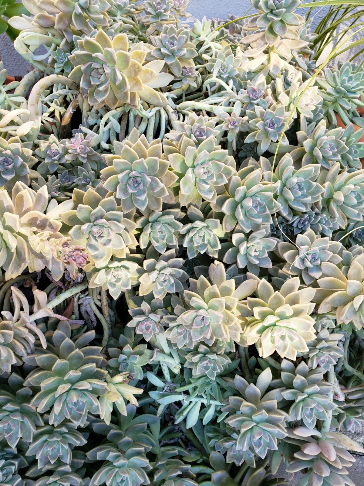 Graptopetalum Ghost Plant Propagation Set – 5 Fresh Cuttings + 10 Leaves, Succulent Starter Kit, Rosette Variety for Pots & Gardens