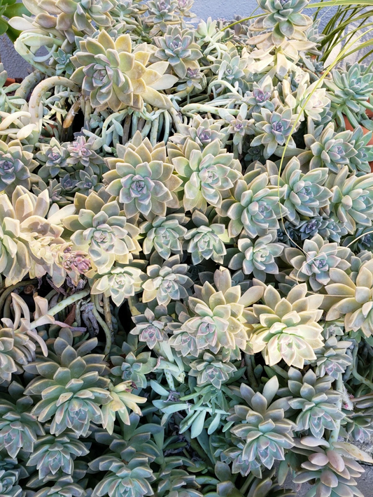 Graptopetalum Ghost Plant Propagation Set – 5 Fresh Cuttings + 10 Leaves, Succulent Starter Kit, Rosette Variety for Pots & Gardens