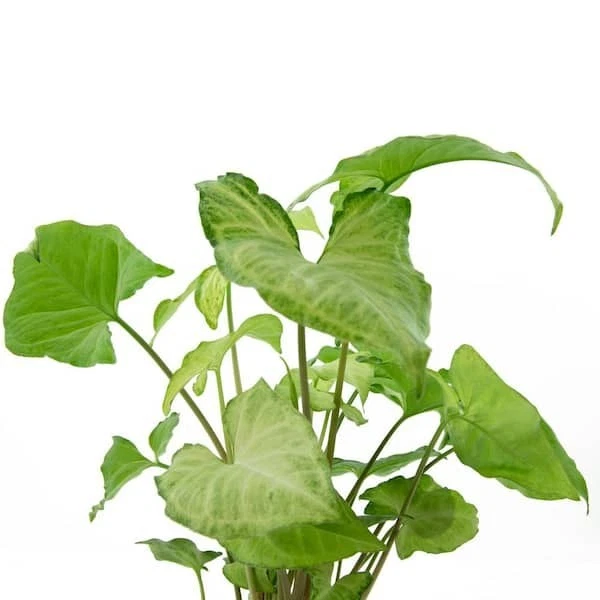 Arrowhead Plant Variety Pack – 2 Live Rooted Syngonium Houseplants with Mixed Foliage – Indoor Tropical Greenery from Florida