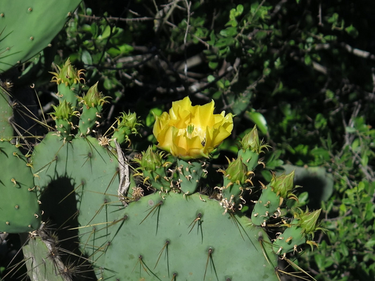Live Prickly Pear Cactus Cutting – Opuntia Engelmannii Pad for Desert Landscaping & Succulents