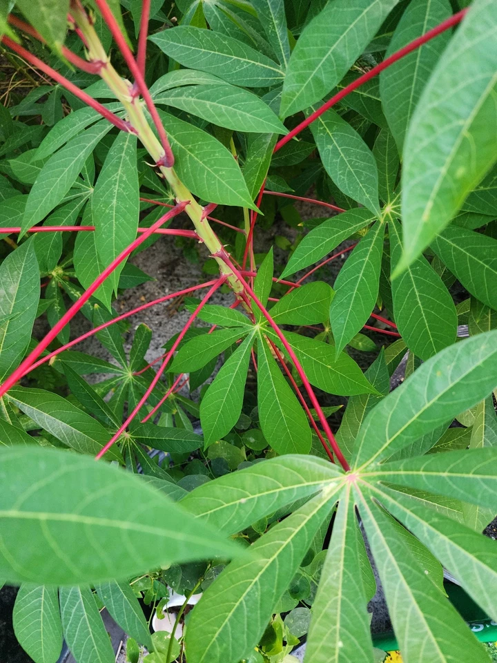 Red Cassava Cuttings – Unrooted Manioc Stems, 5-8 Inches, Manihot esculenta Yuca, Root Vegetable Propagation
