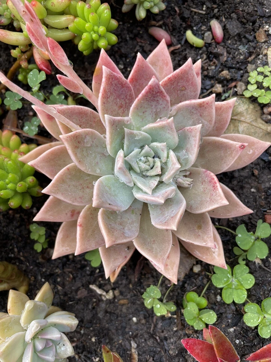Graptopetalum paraguayense Blue Haze Succulent Plant – Bare-Root Ghost Plant Rosette Starter