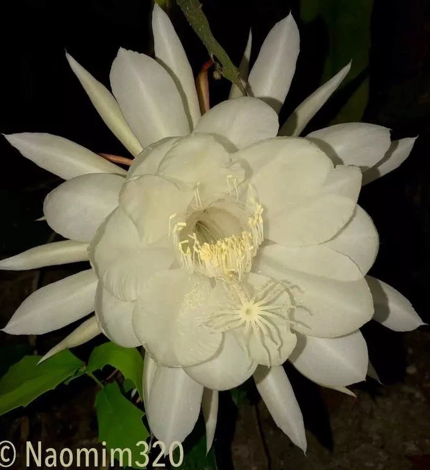 Night Blooming Cereus “Queen of the Night” – 3 Live Epiphyllum oxypetalum Tropical Cactus Cuttings, White Night Flowers